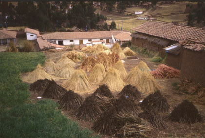 Chinchero Peru agriculture