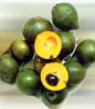 lucuma a fruit in Peru