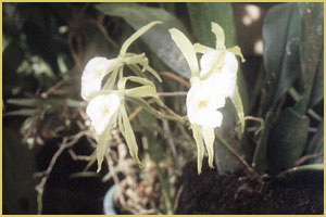 trichopiliasp orchid